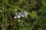 Large yellow vetch